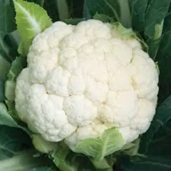 cauliflower (23)-690964-49144.webp
